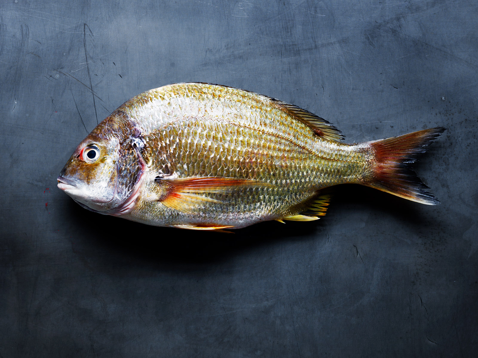 20140324Yellow-Fin-Bream